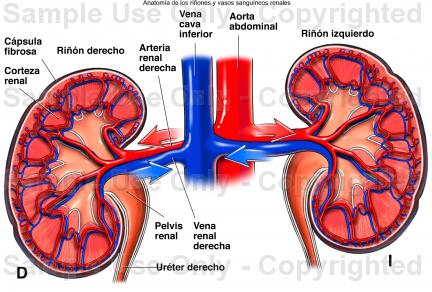 La medicina china usa la cúrcuma para quemar la próstata La medicina china usa la cúrcuma para quemar la próstata